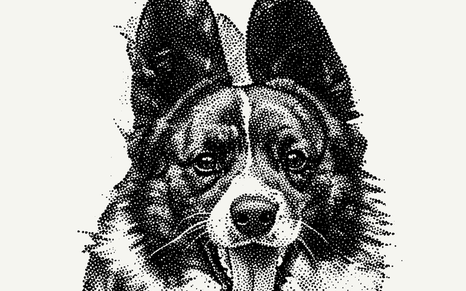 Jokker, close up: the brindle as dots, the blaze as paper